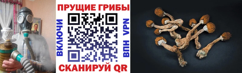 Купить где  Киржач  Галлюциногенные грибы Psilocybine cubensis 